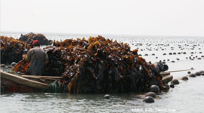 泉州海带厂家