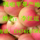 陕西苹果价格 苹果产地价格 陕西苹果基地